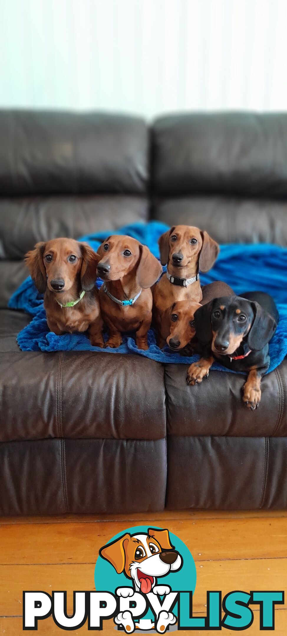 Dachshunds are addictive!!!!