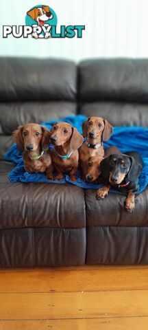 Dachshunds are addictive!!!!