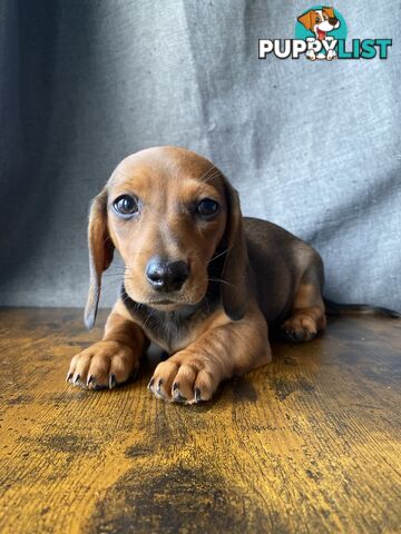 Dachshunds are addictive!!!!