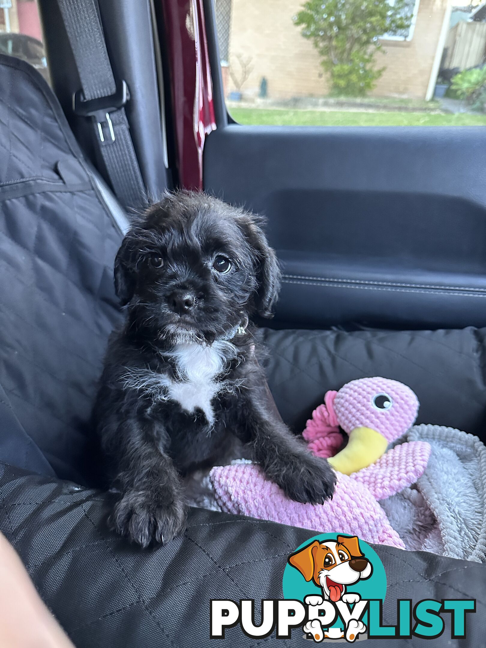 Pugapoo Female Puppy