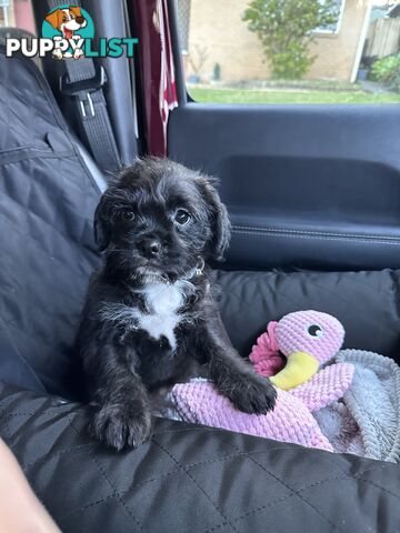 Pugapoo Female Puppy