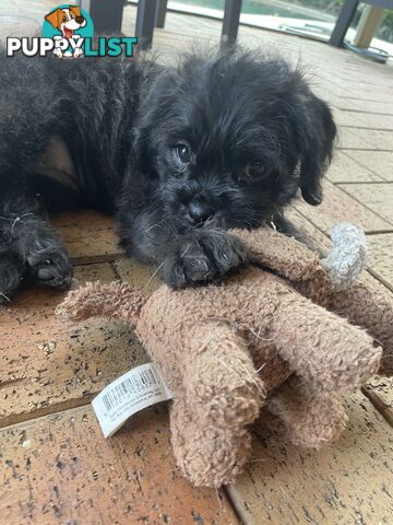 Pugapoo Female Puppy