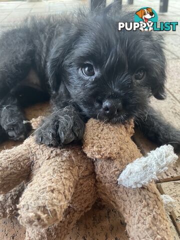 Pugapoo Female Puppy