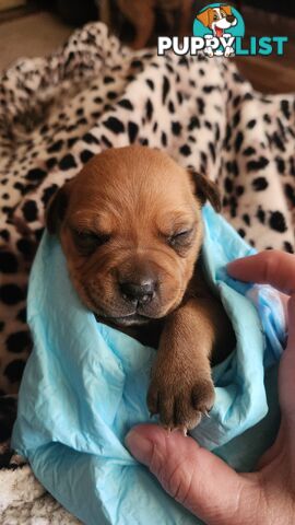 American staffy x boxer