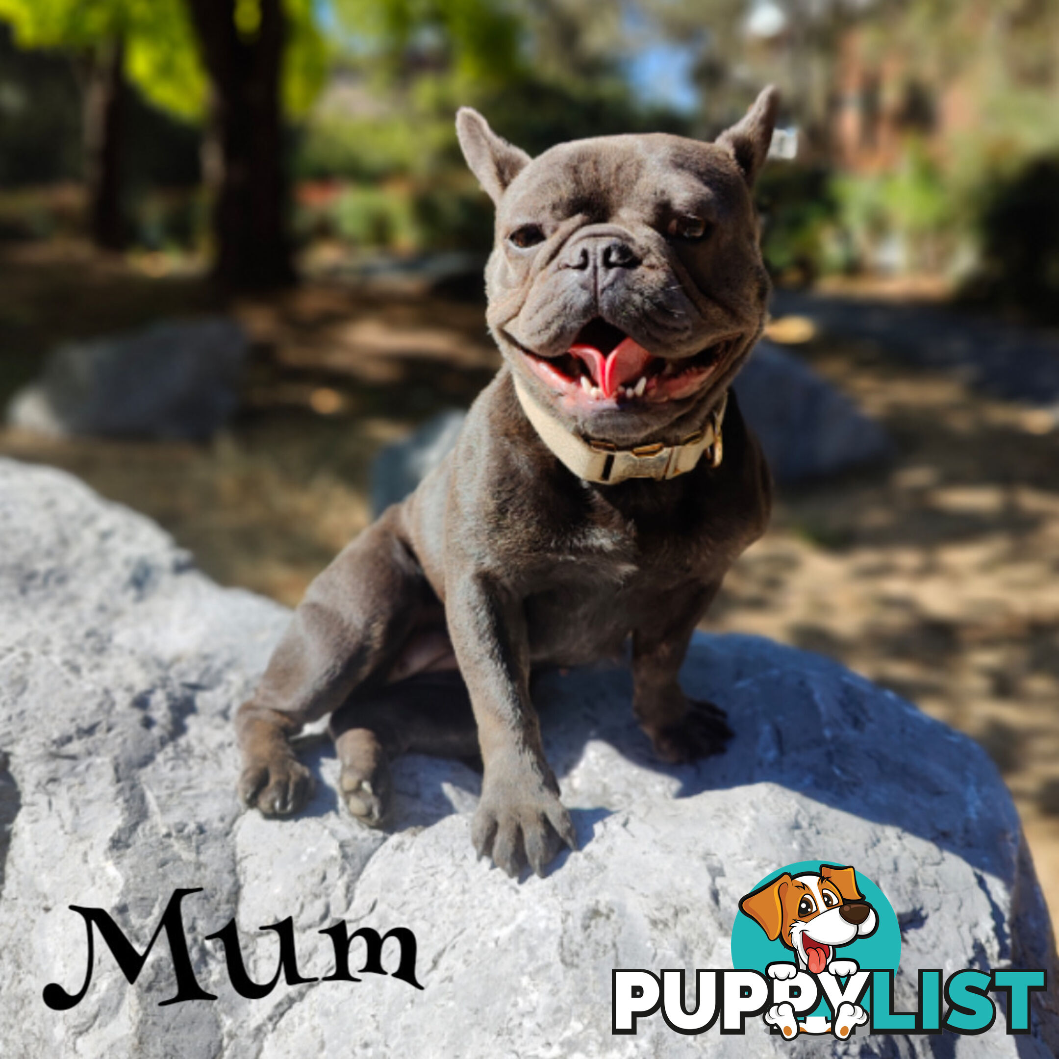 PERFECT French Bulldog Pups
