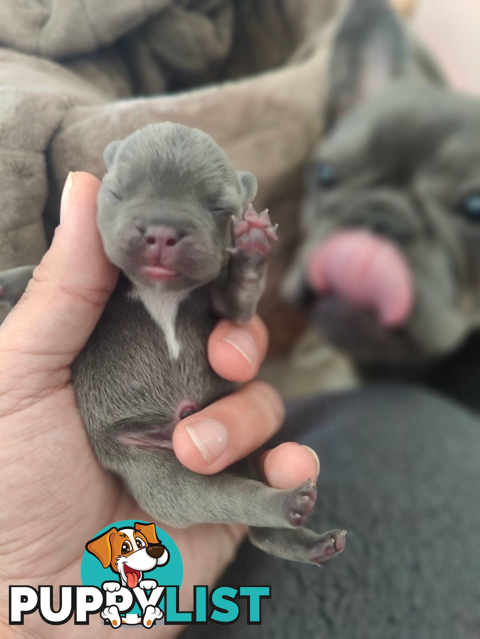 PERFECT French Bulldog Pups