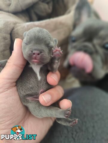 PERFECT French Bulldog Pups