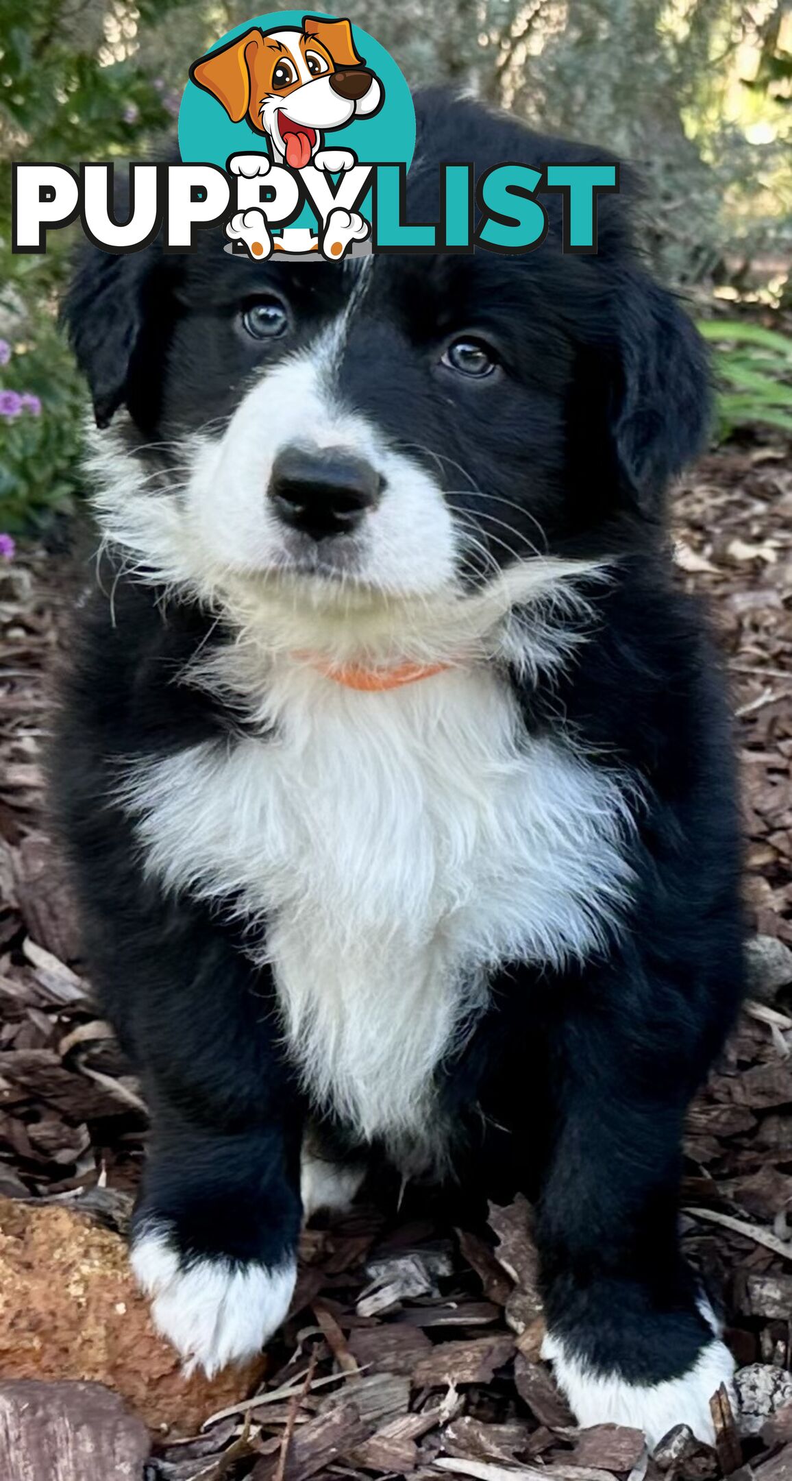 Border Collie Puppy