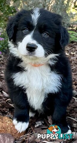 Border Collie Puppy
