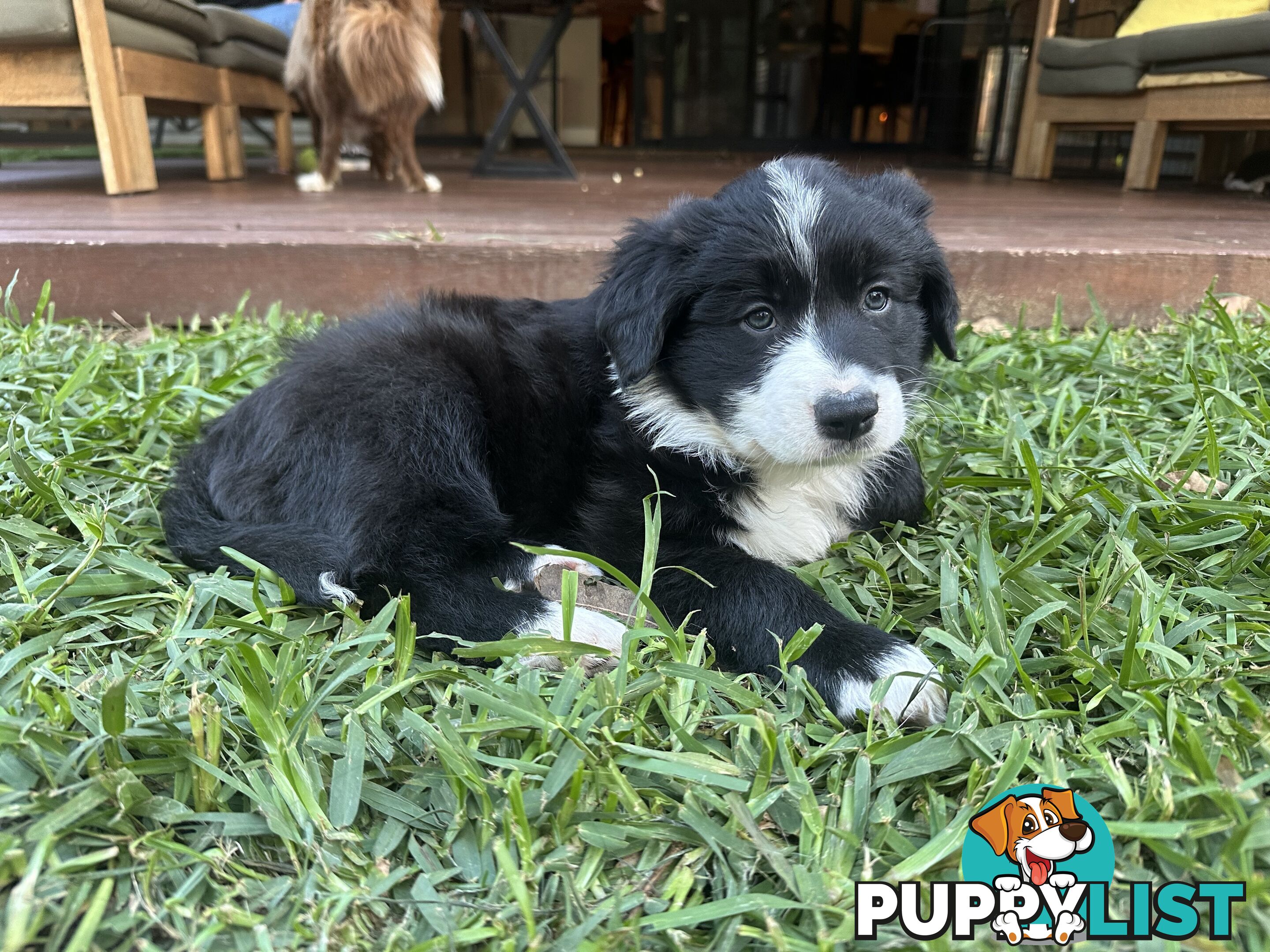 Border Collie Puppy