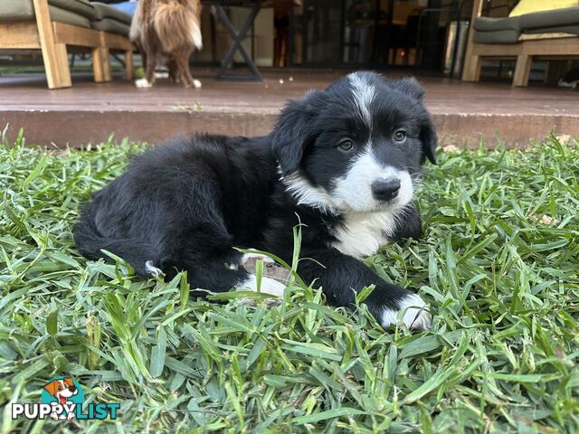 Border Collie Puppy