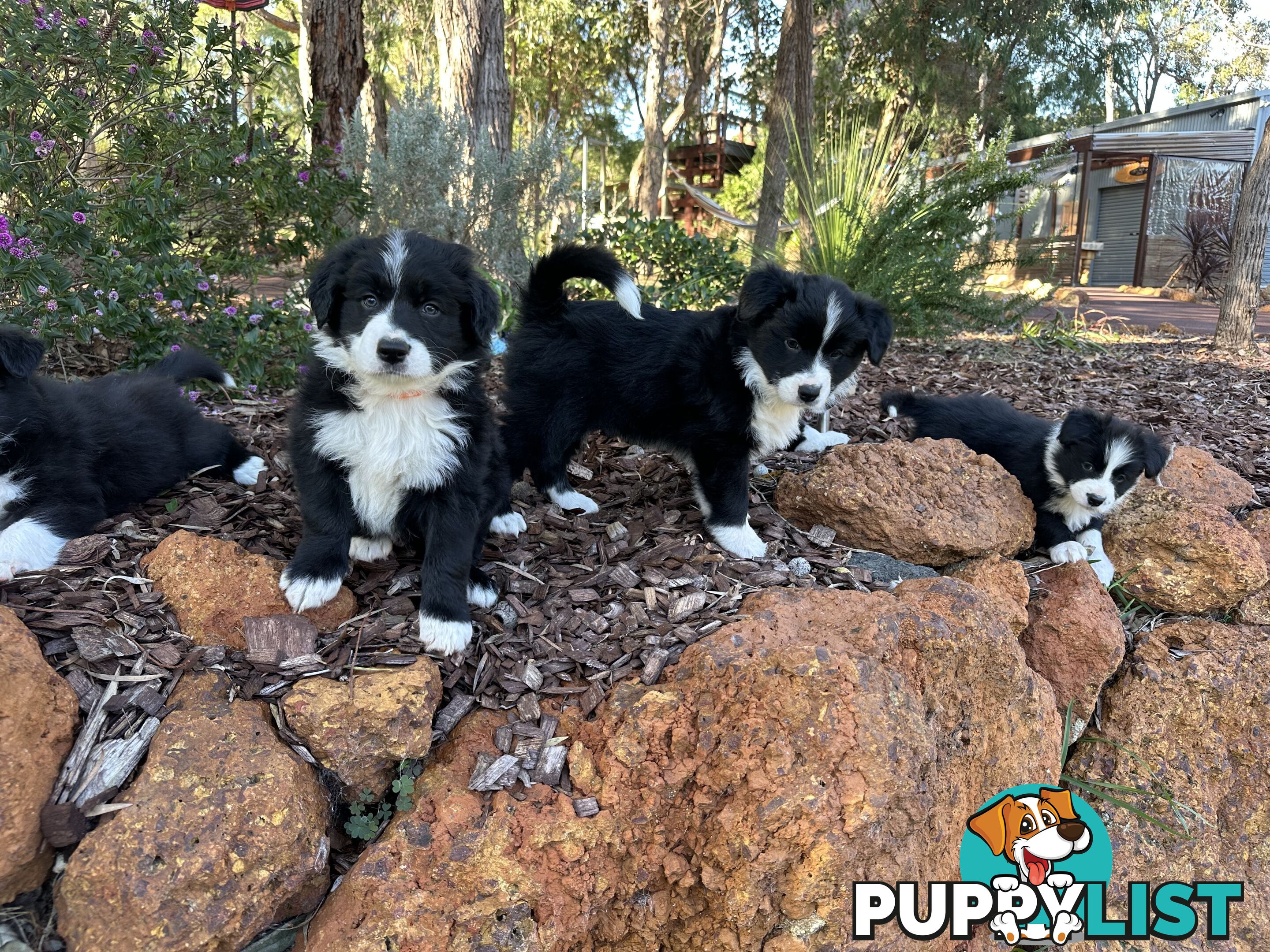 Border Collie Puppy