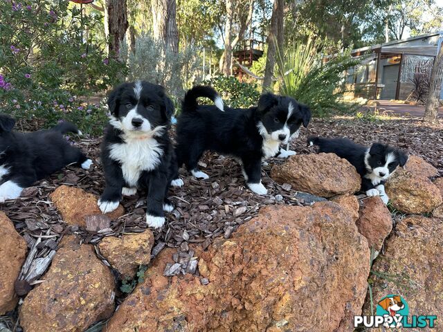 Border Collie Puppy