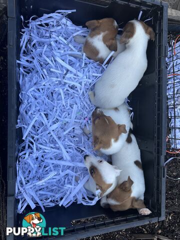 Pure breed Jack Russell puppy