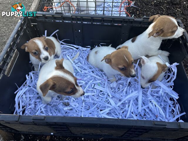 Pure breed Jack Russell puppy