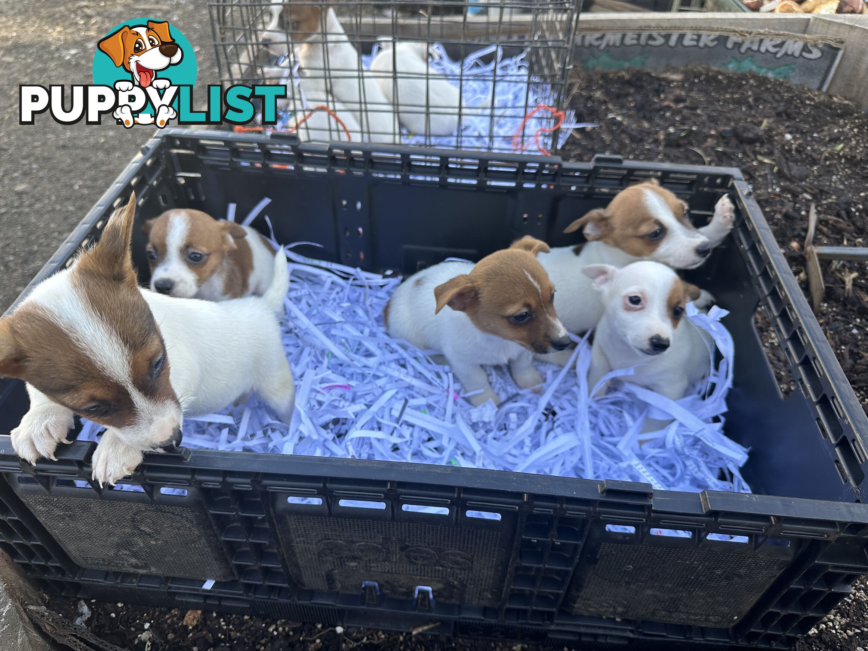 Pure breed Jack Russell puppy