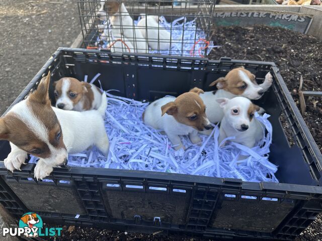 Pure breed Jack Russell puppy