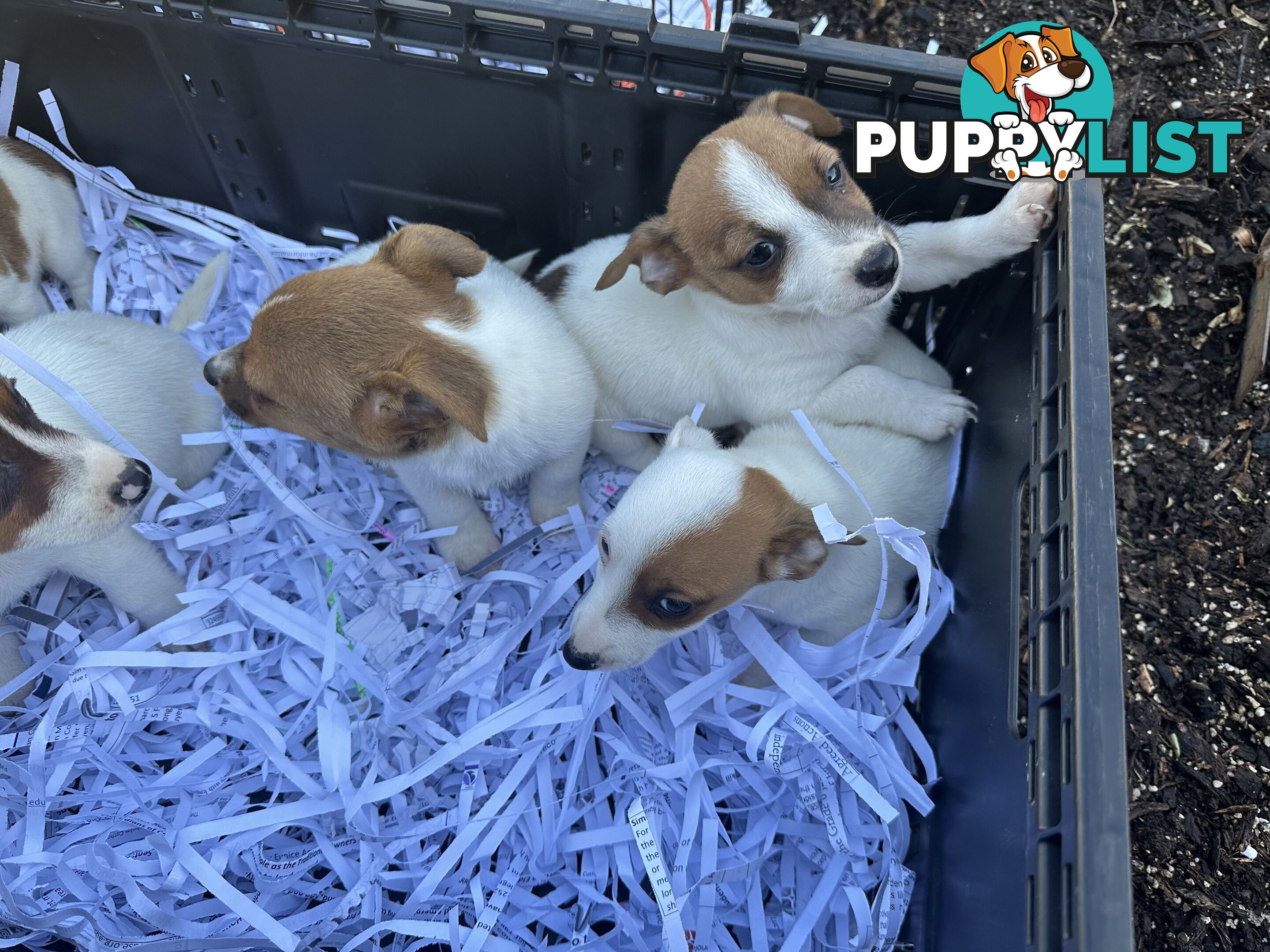 Pure breed Jack Russell puppy