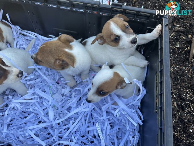 Pure breed Jack Russell puppy