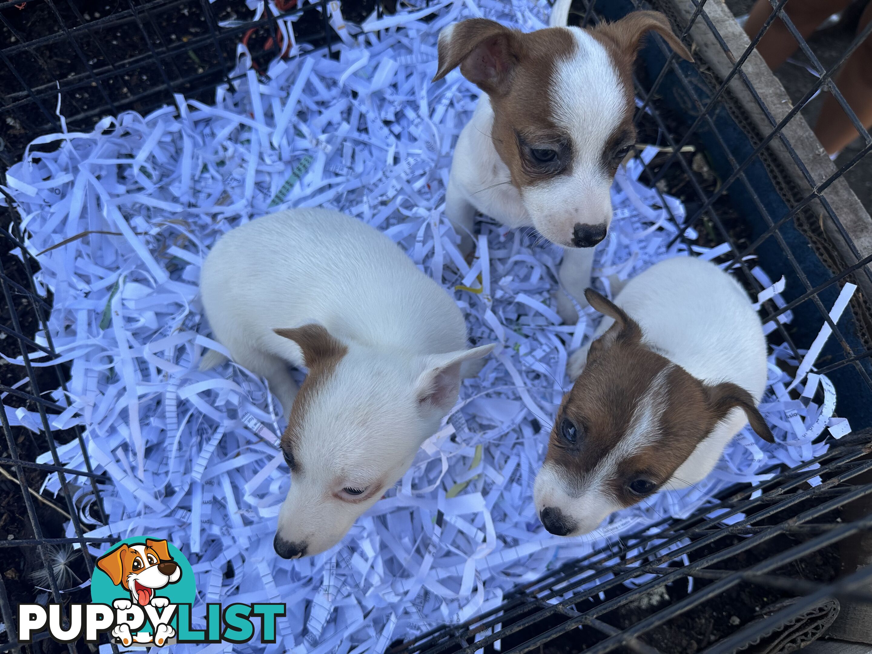 Pure breed Jack Russell puppy