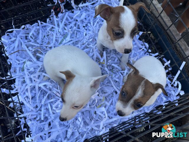 Pure breed Jack Russell puppy