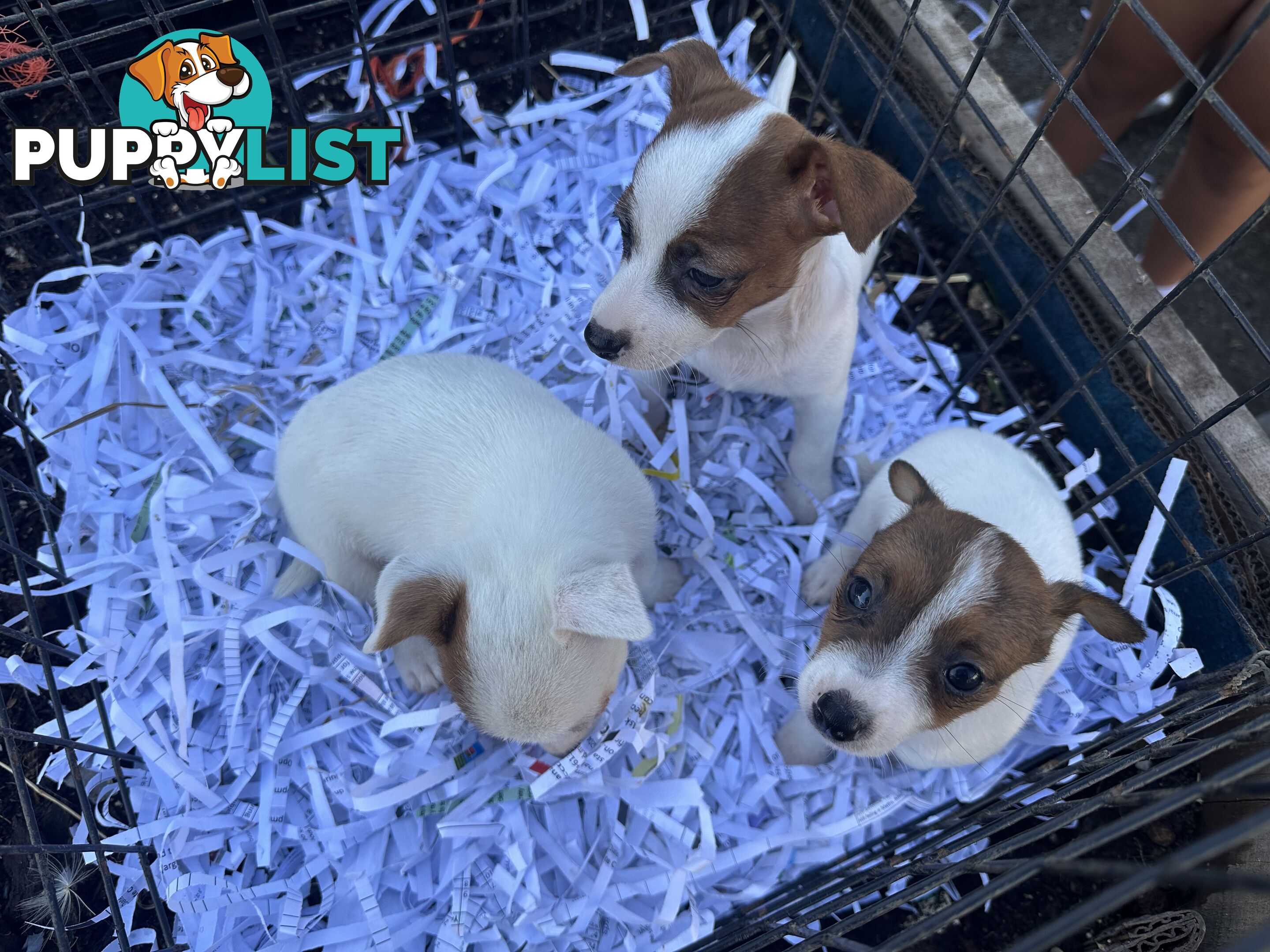 Pure breed Jack Russell puppy