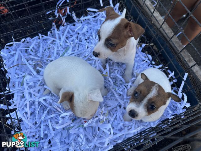 Pure breed Jack Russell puppy