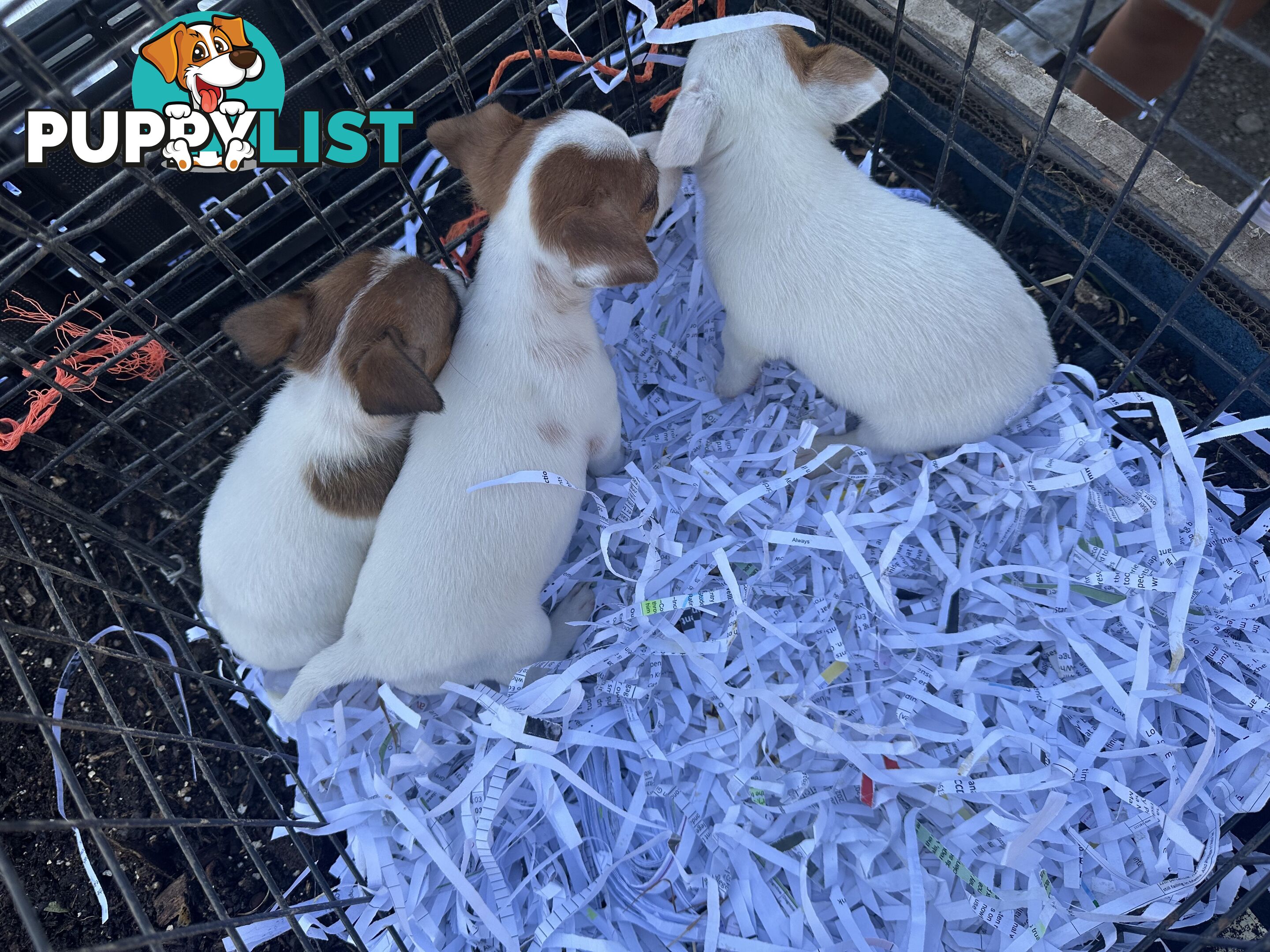 Pure breed Jack Russell puppy