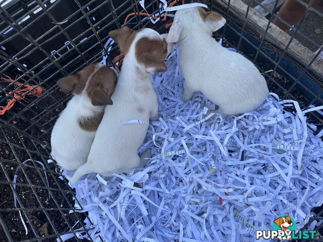 Pure breed Jack Russell puppy