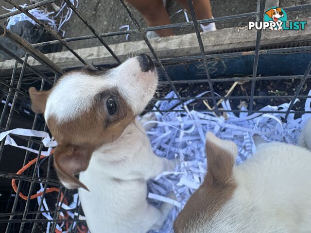 Pure breed Jack Russell puppy