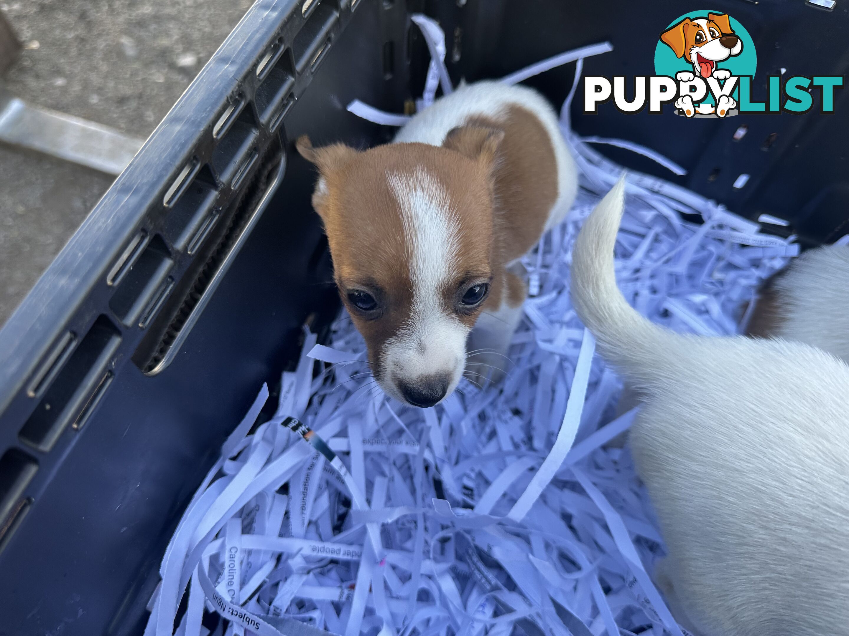 Pure breed Jack Russell puppy