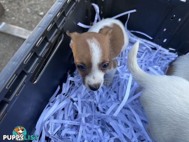 Pure breed Jack Russell puppy