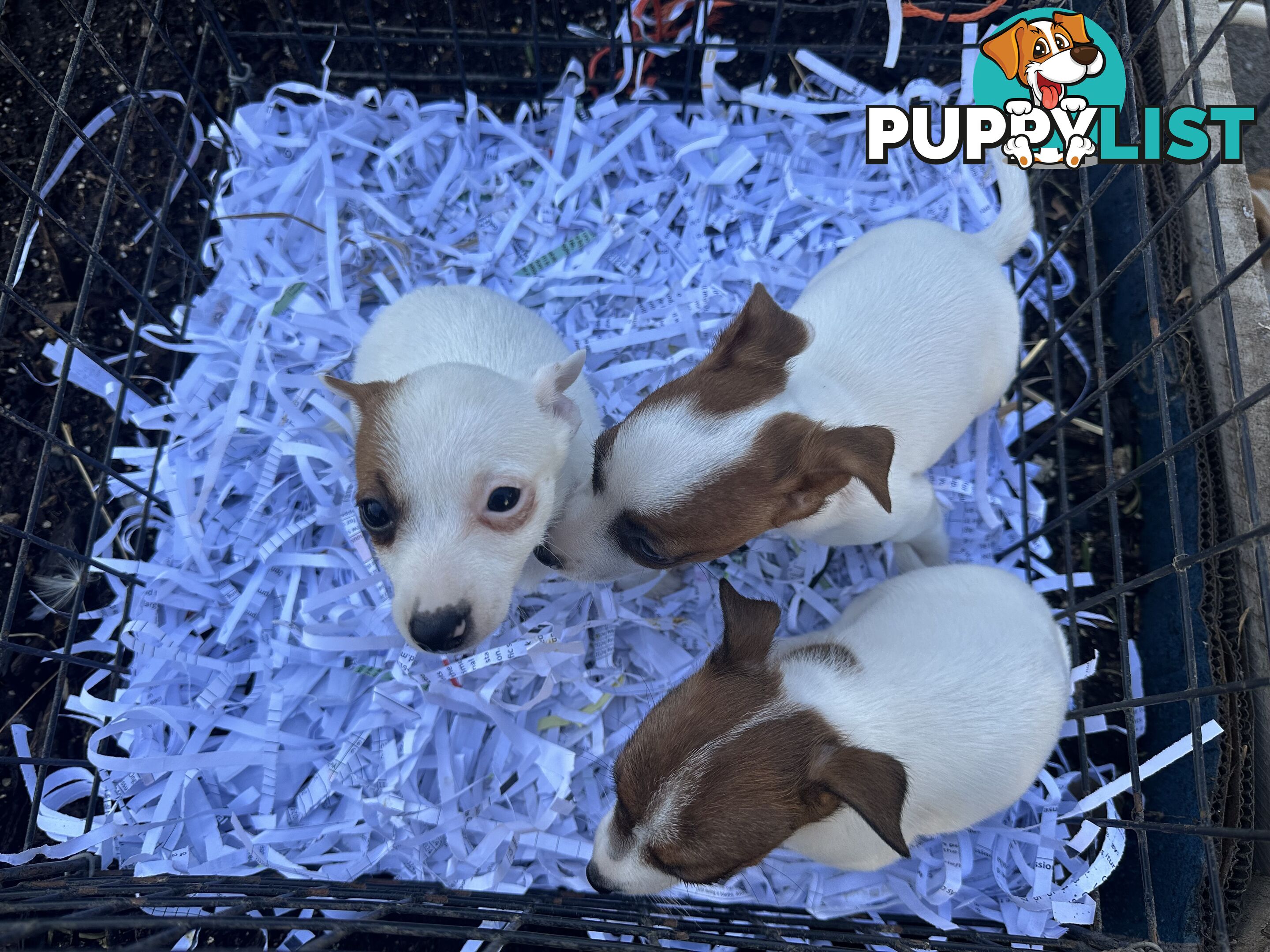 Pure breed Jack Russell puppy