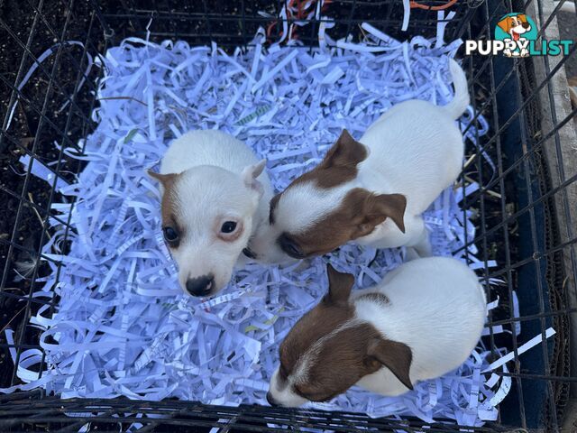 Pure breed Jack Russell puppy