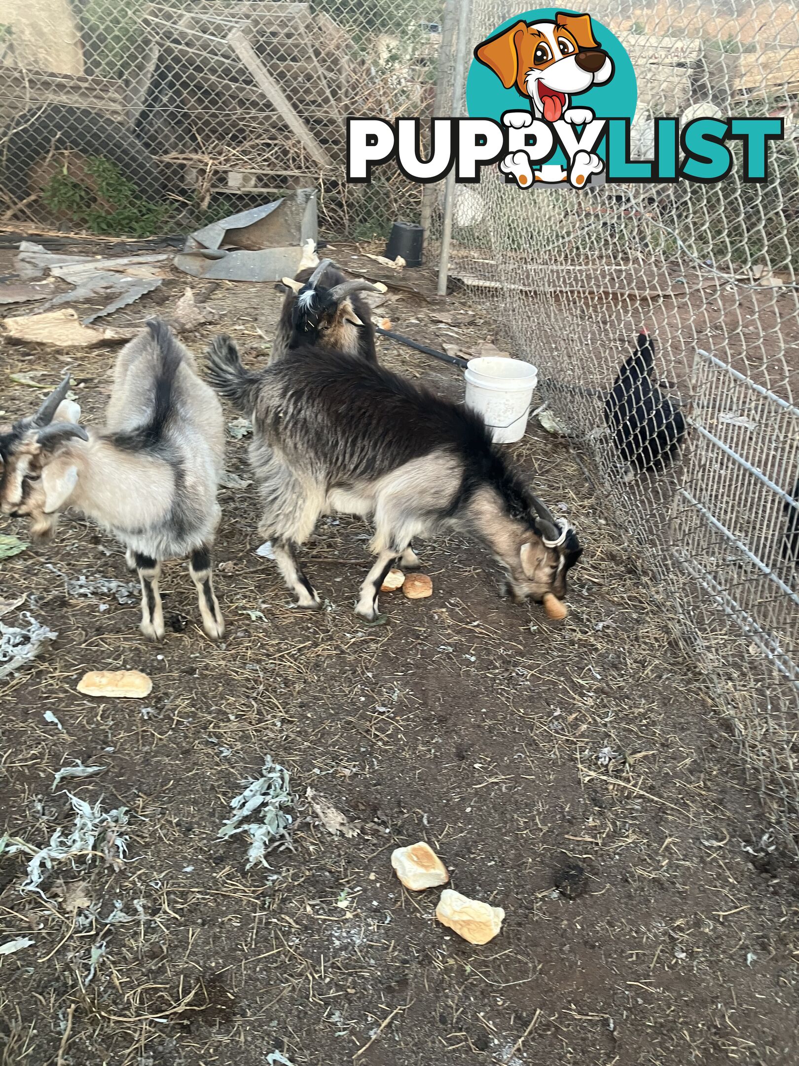 1 year old male goats for sale