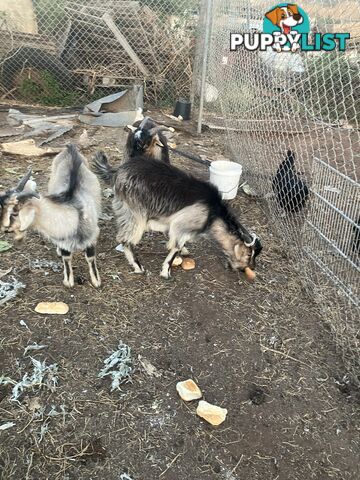 1 year old male goats for sale