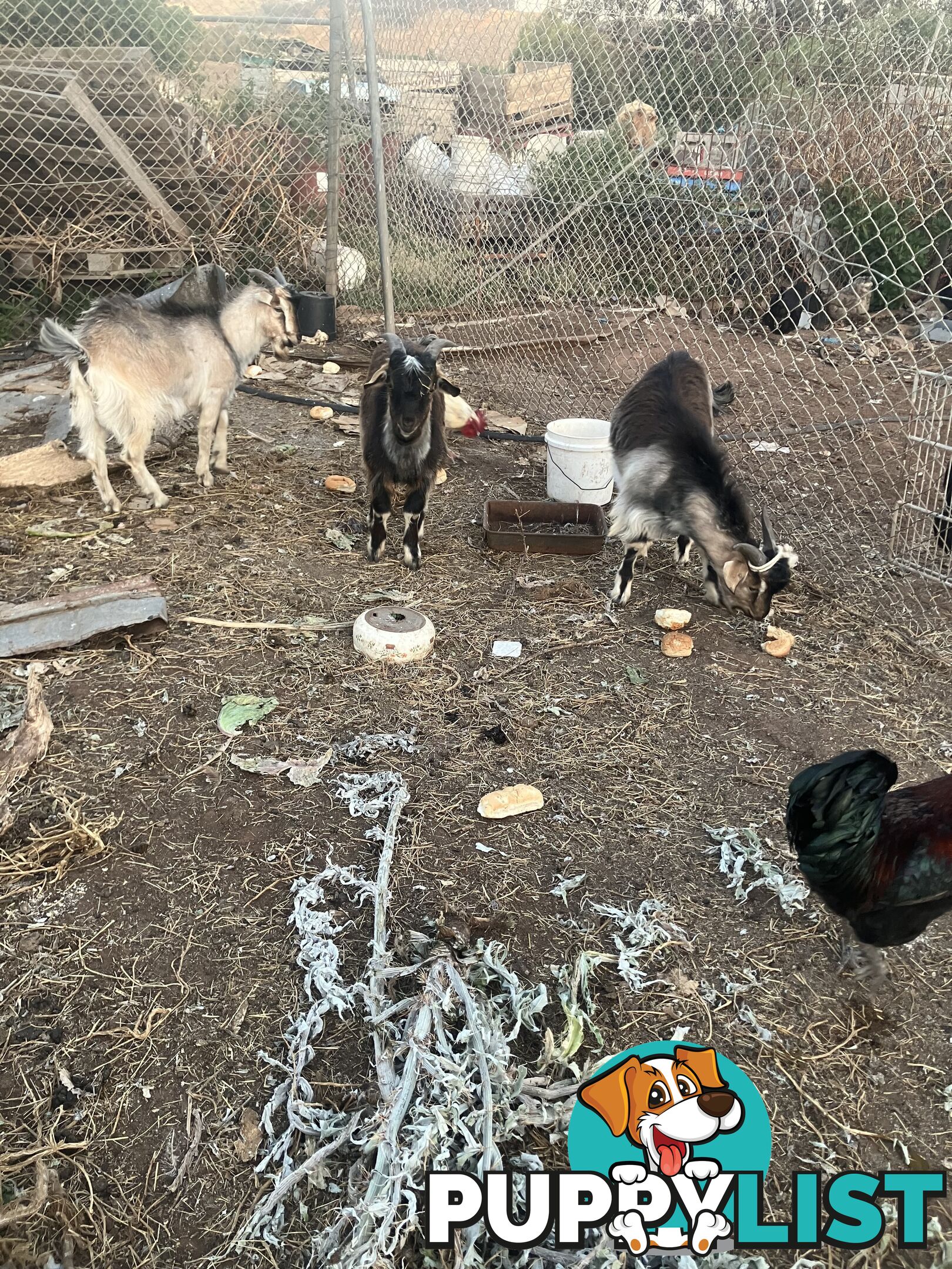 1 year old male goats for sale