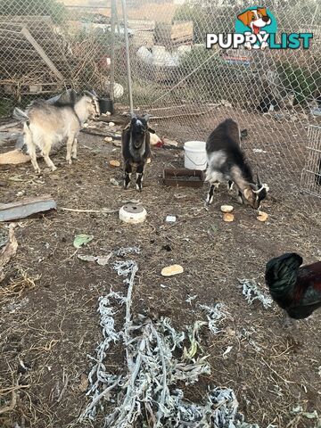 1 year old male goats for sale