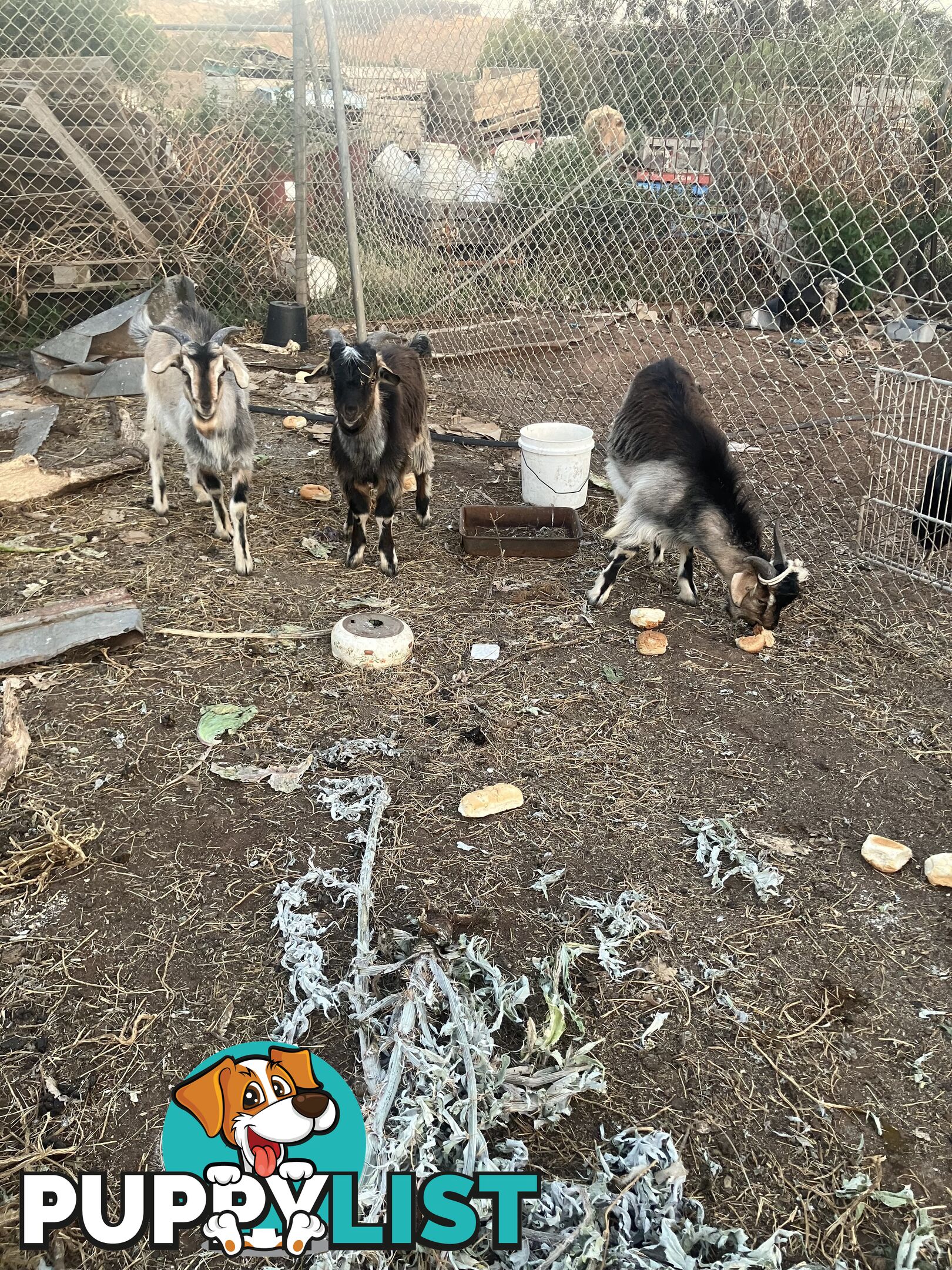 1 year old male goats for sale