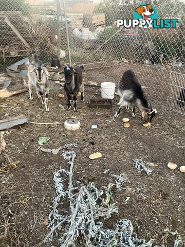 1 year old male goats for sale