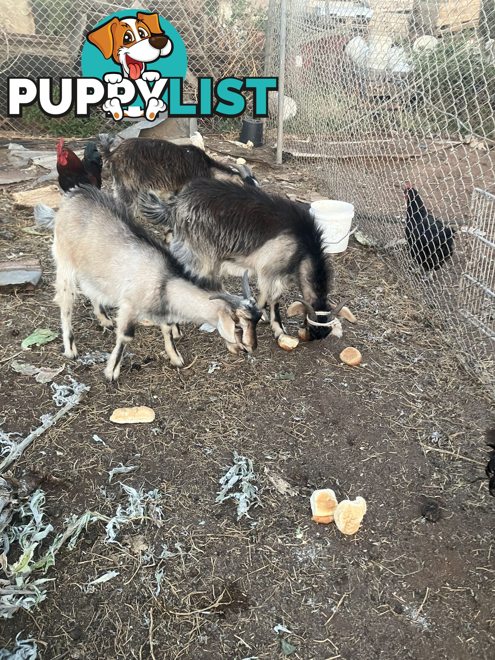 1 year old male goats for sale