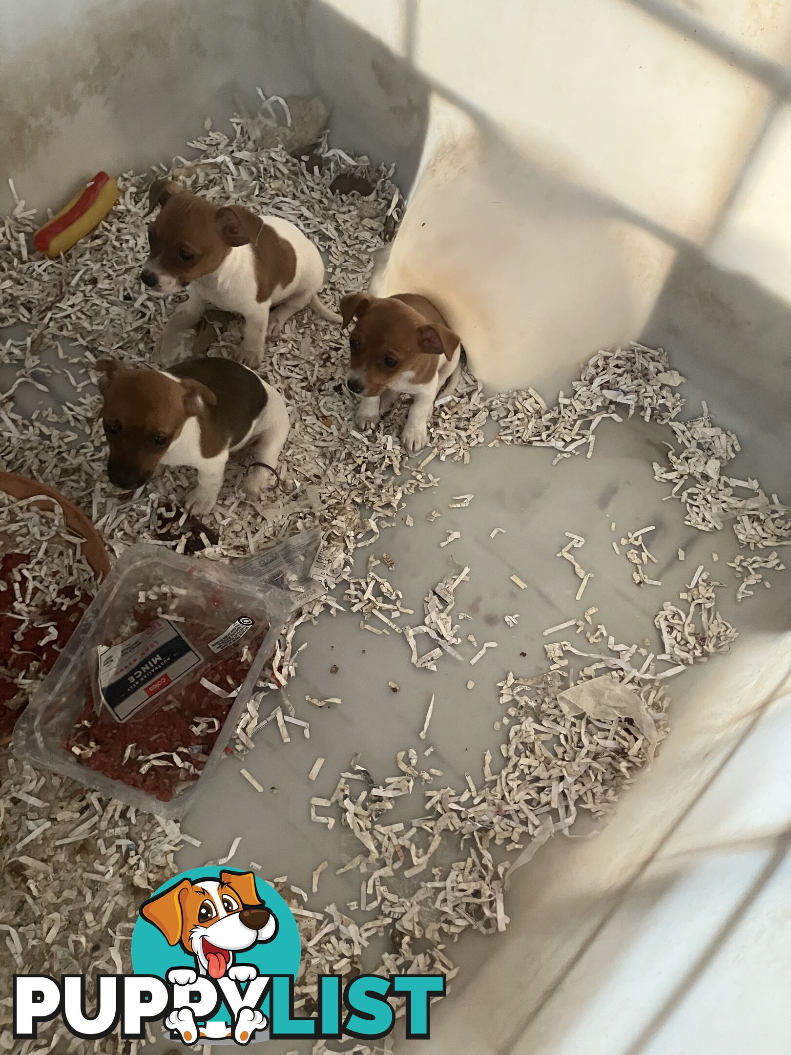 Pure Breed Jack Russell puppies for sale