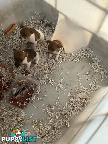 Pure Breed Jack Russell puppies for sale