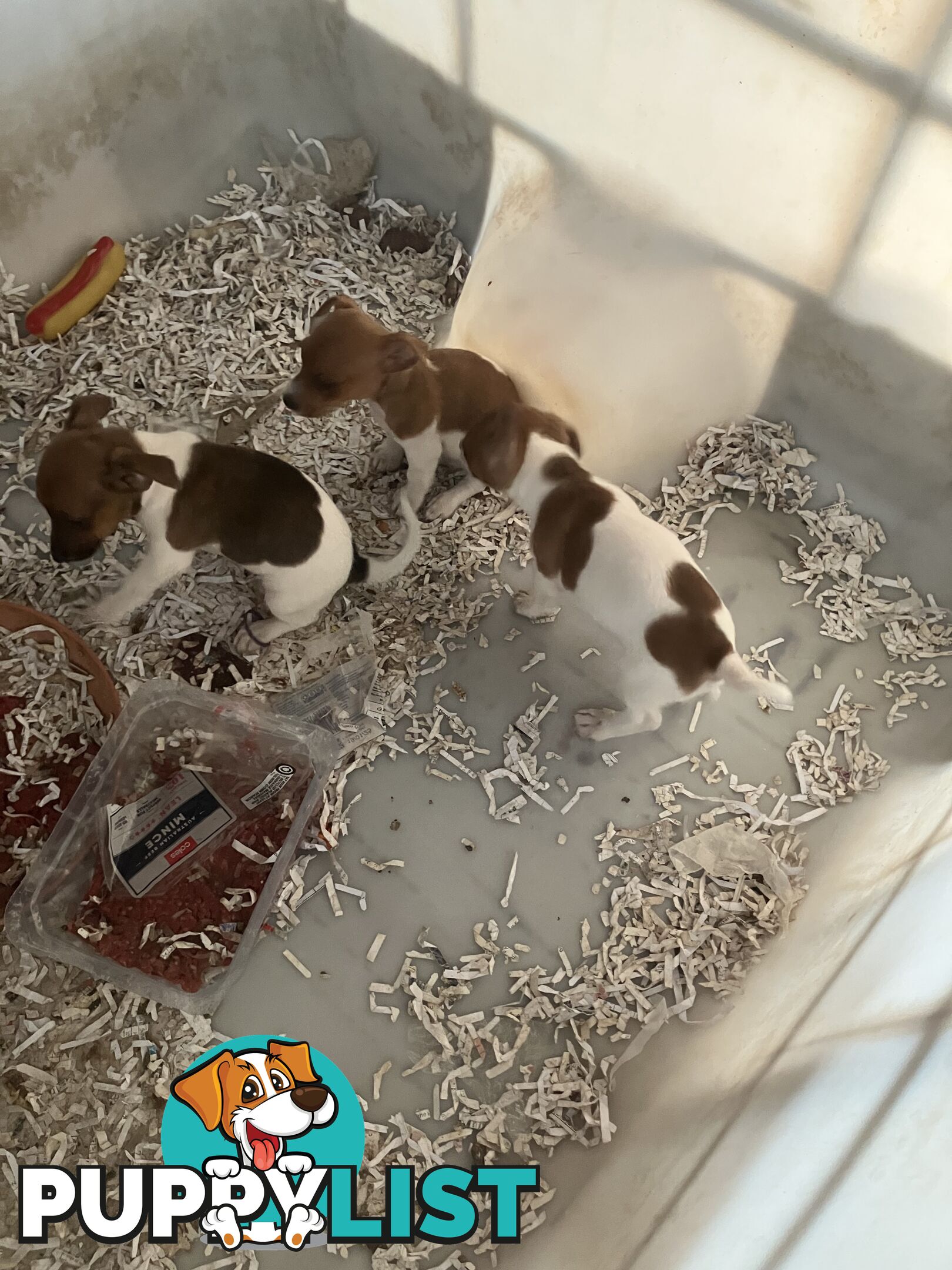 Pure Breed Jack Russell puppies for sale