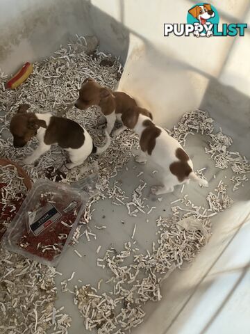 Pure Breed Jack Russell puppies for sale