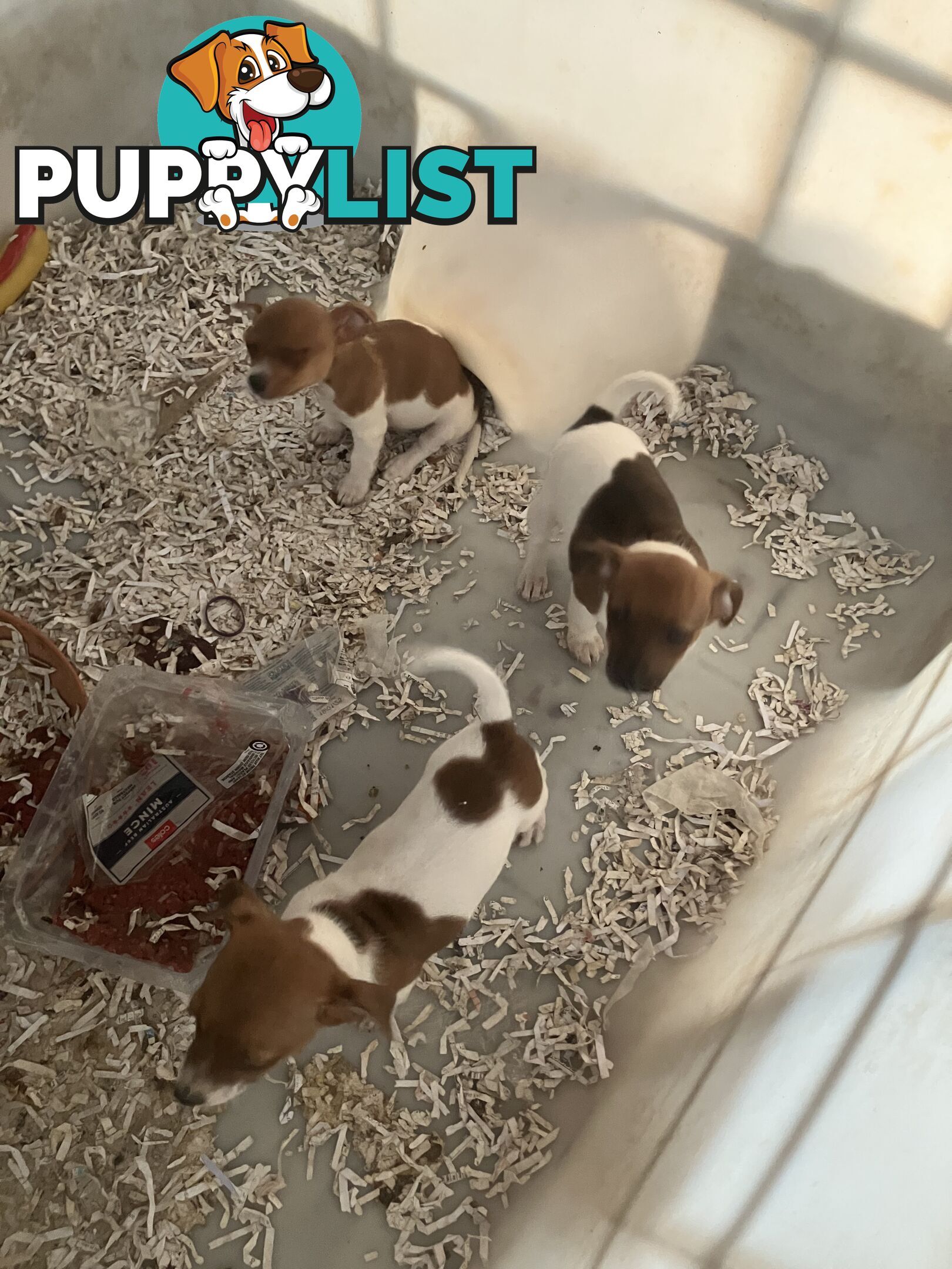 Pure Breed Jack Russell puppies for sale