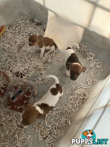 Pure Breed Jack Russell puppies for sale