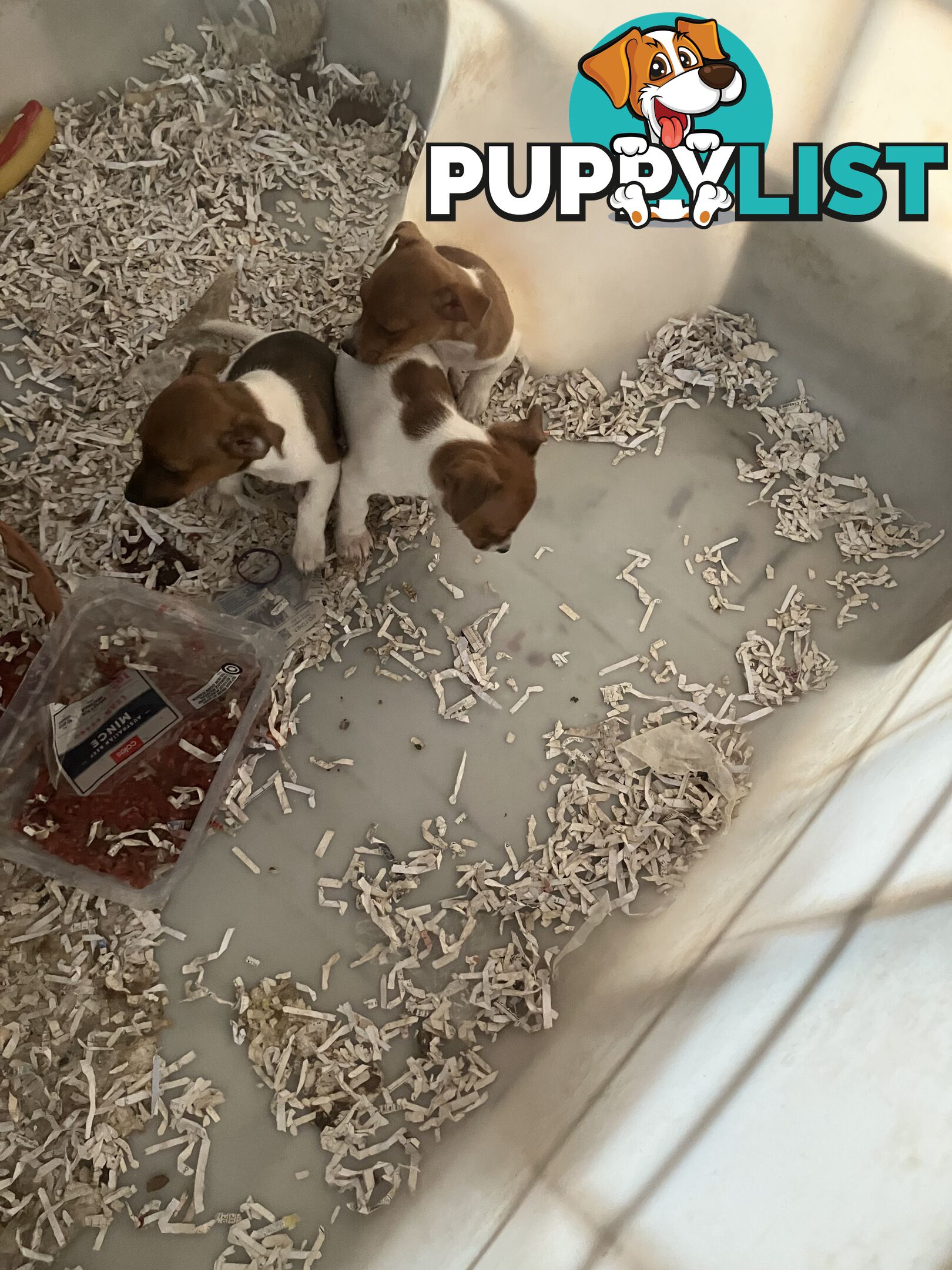 Pure Breed Jack Russell puppies for sale