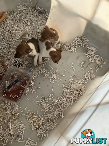 Pure Breed Jack Russell puppies for sale