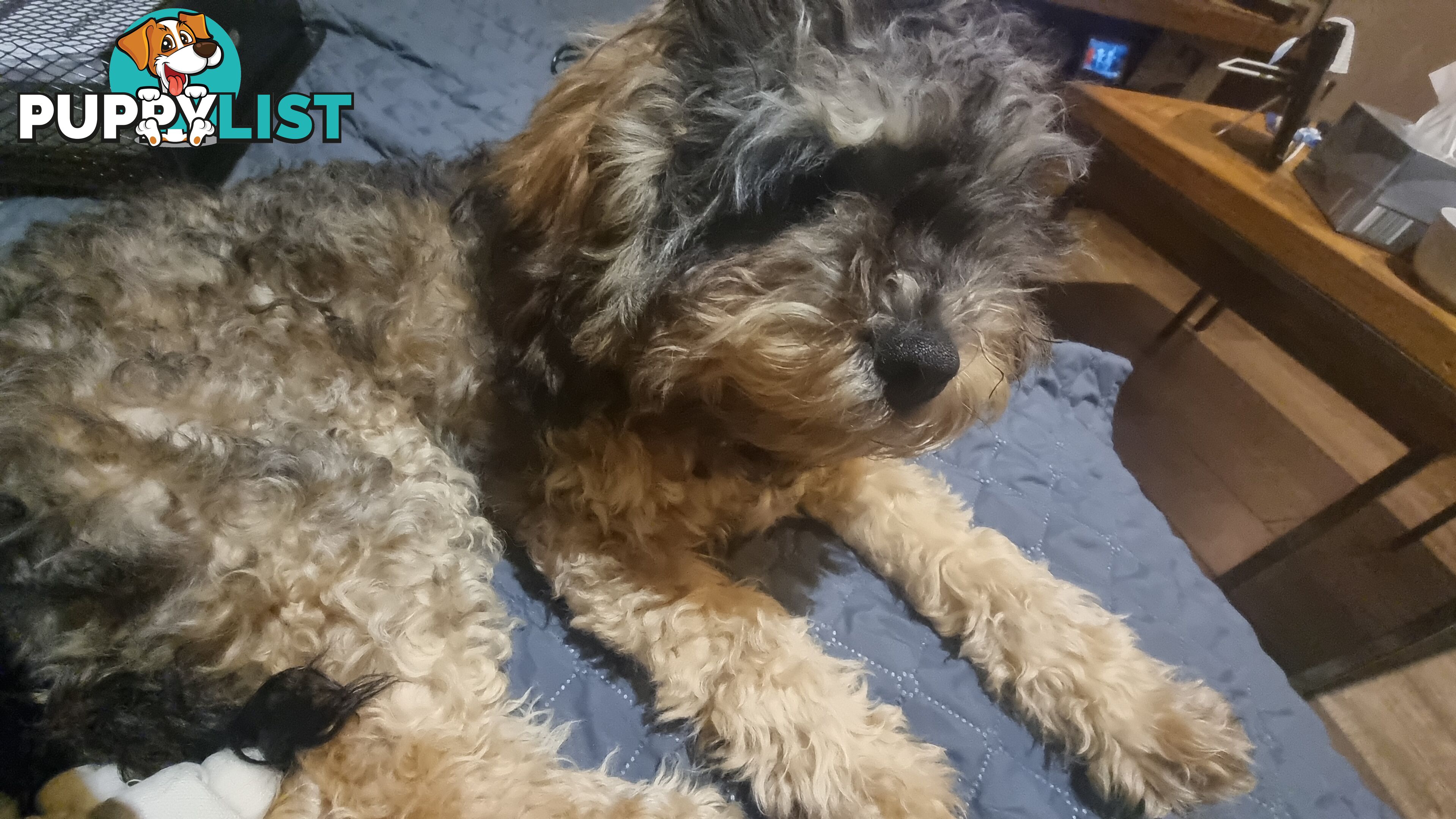 Firstborn, Final Pup – Your Perfect Toy Cavoodle Companion Awaits!